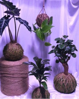 Mister Kokedama