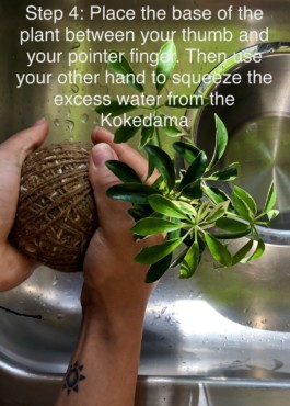 Mister Kokedama